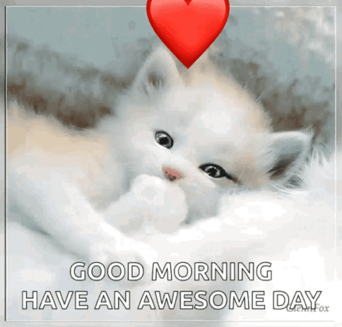 Kitten Good Morning Have Awesome Day