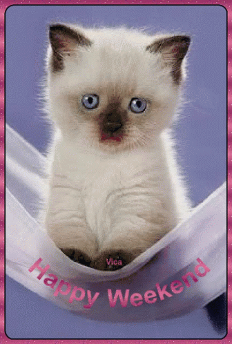 Kitten Happy Weekend