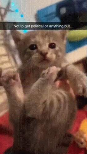 Kitten Held by Person Saying Not to Get Political or Anything But