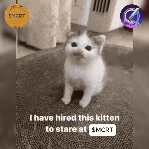 Kitten Hired To Stare At $Mcrt GIF