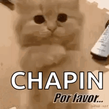 Kitten Holding Bottle of Chapin Por Favor