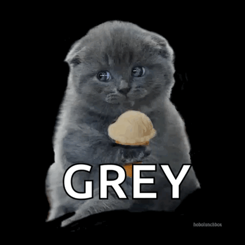 Kitten Holding Ice Cream Cone Grey GIF