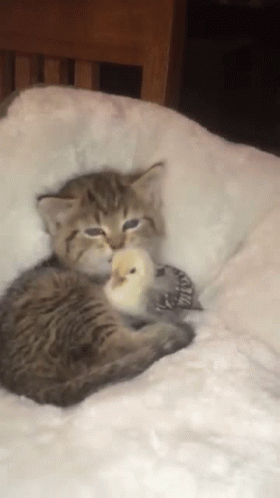 Kitten Holding White Bird on White Blanket