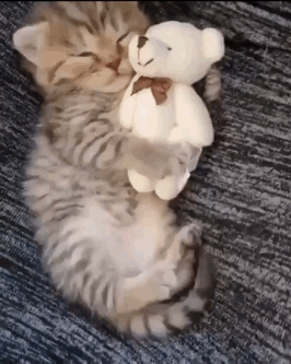 Kitten Hugging Teddy Bear