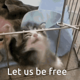 Kitten In Cage Saying Let Us Be Free GIF