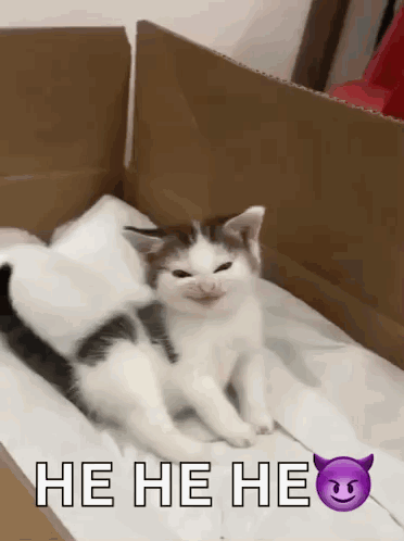 Kitten in Cardboard Box Saying He He He