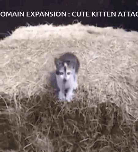Kitten In Hay Omain Expansion Cute Kitten Attack