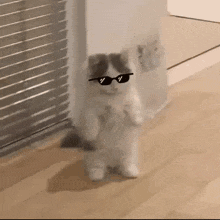 Kitten in Sunglasses Standing on Hind Legs