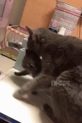 Kitten In The Dumpster GIF