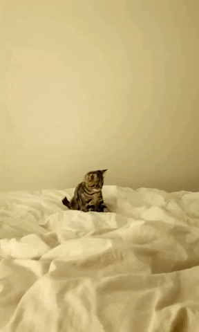 Kitten Jumping On The Bed GIF