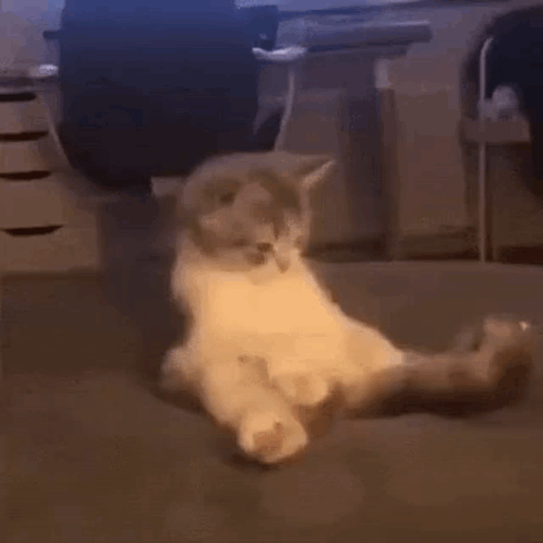 Kitten Laying on Back on Couch