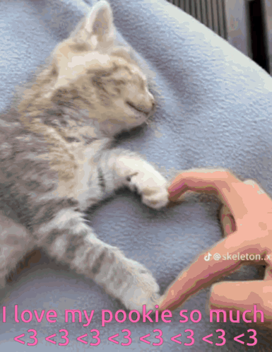 Kitten Laying on Bed Making Heart Shape