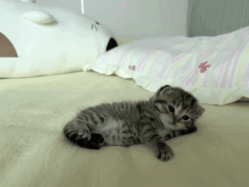 Kitten Laying on Bed Next to Pillow
