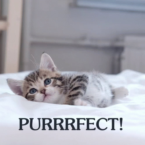 Kitten Laying On Bed Saying Purrfect GIF