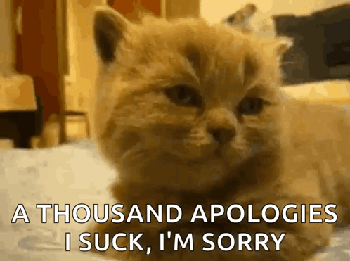 Kitten Laying on Bed Says A Thousand Apologies I Suck I'm Sorry