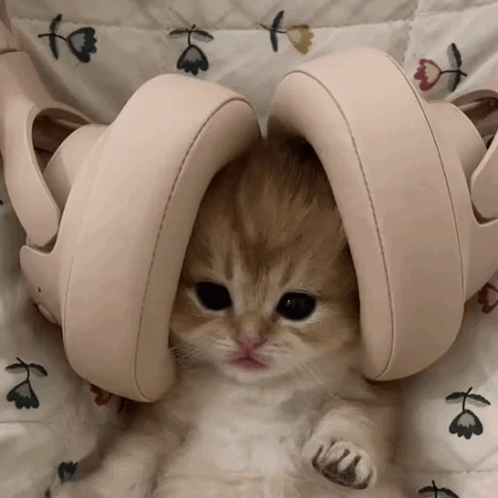 Kitten Laying on Bed With Shoes on Head