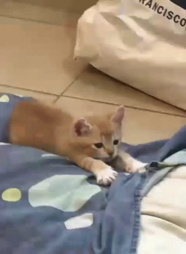 Kitten Laying On Blue Blanket GIF