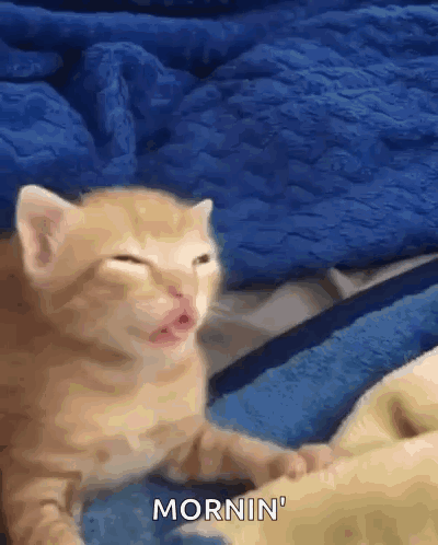 Kitten Laying On Blue Blanket Saying Mornin GIF