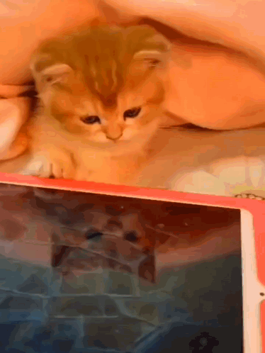 Kitten Laying on Tablet
