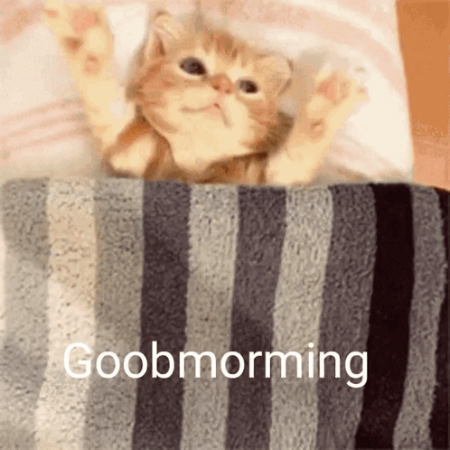 Kitten Laying Under Striped Blanket Good Morning
