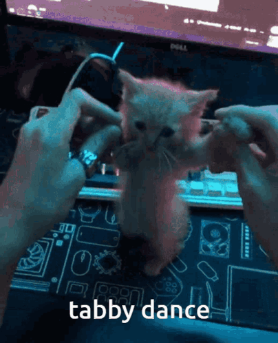 Kitten Learning Dancing Cat Meme GIF