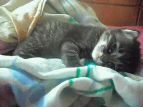 Kitten Liking Before Nap Time GIF