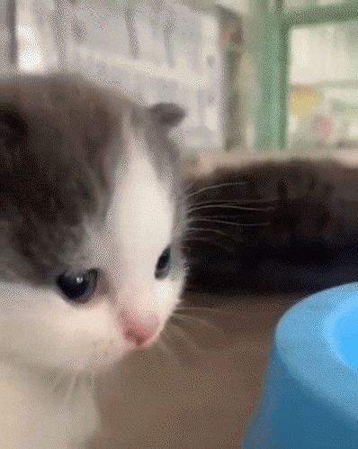 Kitten Looking at Blue Bowl