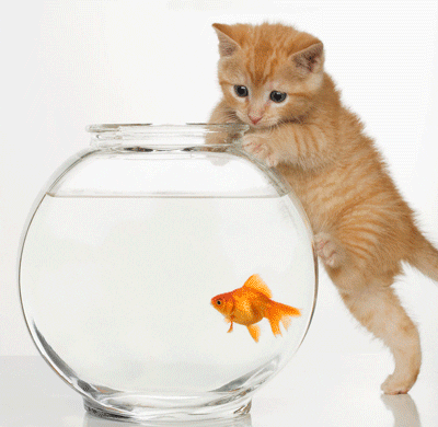 Kitten Looking At Jumping Goldfish GIF