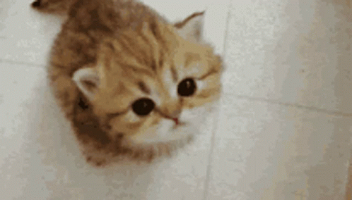 Kitten Looking Up At Camera Laying On Floor GIF