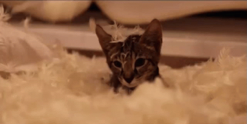 Kitten Lying In Feathers GIF