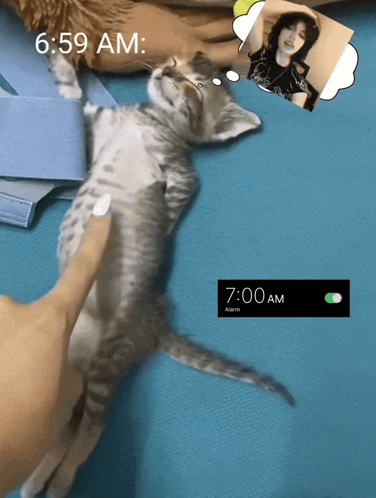 Kitten Lying Next to Woman Picture