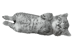 Kitten Lying on Back
