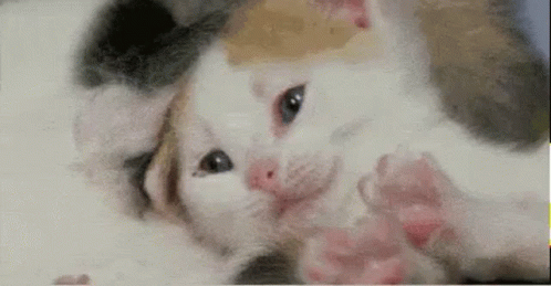 Kitten Lying on Back Looking at Camera