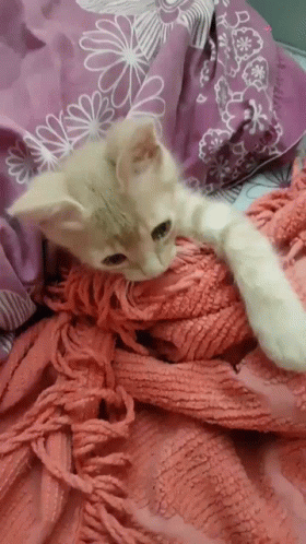 Kitten Lying on Bed with Pink Blanket