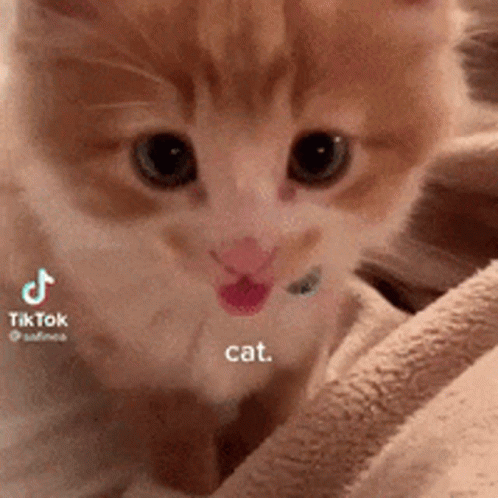 Kitten Lying On Blanket Looking At Camera GIF
