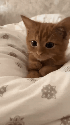 Kitten Lying On Flower Pattern Blanket GIF