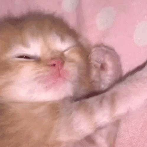 Kitten Lying On Pink Blanket GIF