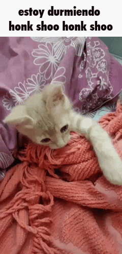 Kitten Lying on Pink Blanket