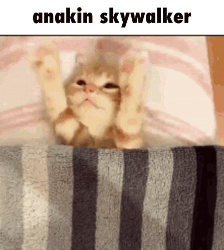 Kitten Lying on Striped Blanket Anakin Skywalker