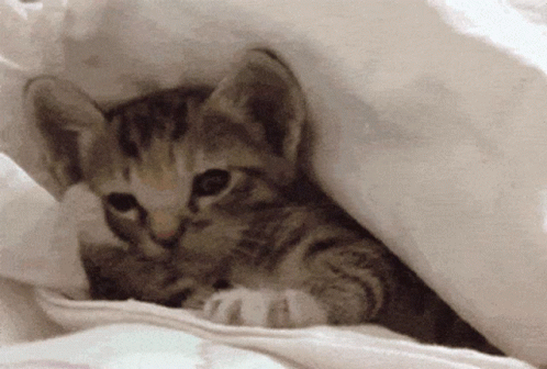 Kitten Lying Under Blanket
