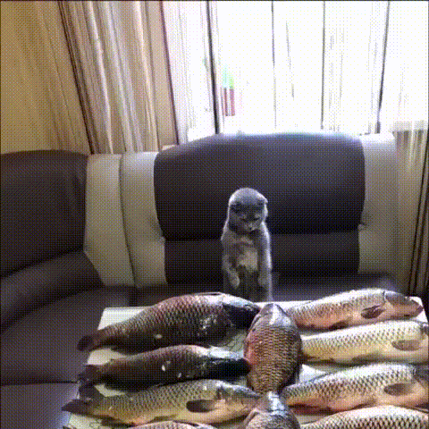 Kitten My Precious Large Fish GIF
