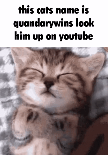 Kitten Named Quandarywins On YouTube GIF