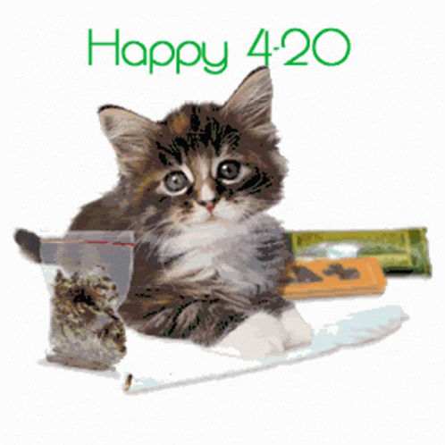 Kitten Next to Marijuana Bag Happy 420