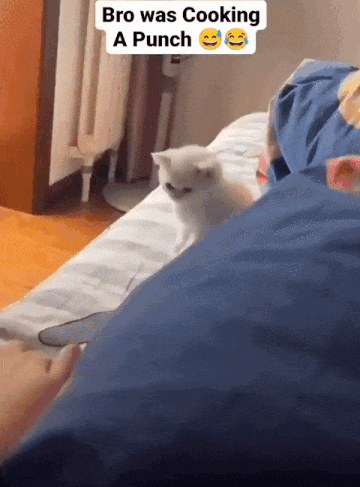 Kitten on Bed Bro Was Cooking a Punch