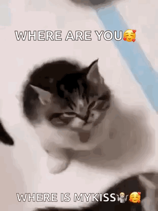 Kitten on Bed Saying Where Are You Where Is My Kiss