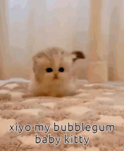 Kitten on Carpet Saying Xiyo My Bubblegum Baby Kitty