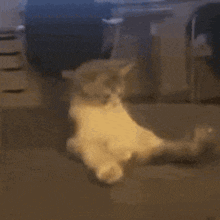 Kitten On Its Back GIF