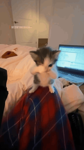 Kitten on Lap with Laptop
