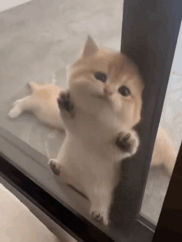 Kitten Peeking Out of Glass Door