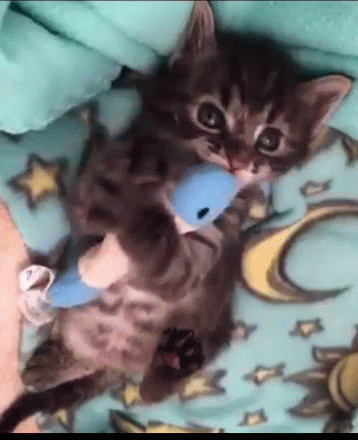 Kitten Playing With Blue Toy On Blanket GIF